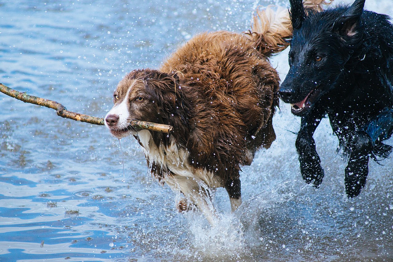 Two dogs playing in the water in Arnside, United Kingdom, 2016.