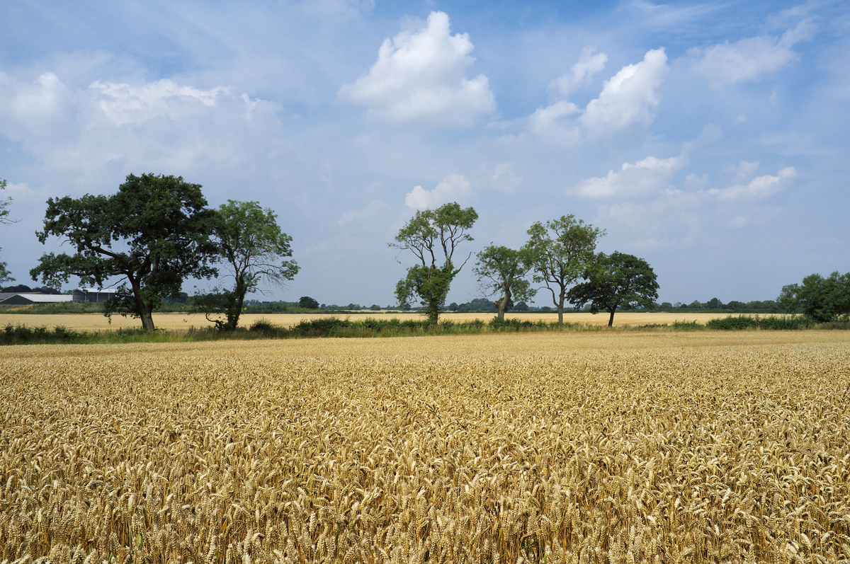 Fenn Lane Farm, near the site of Richard III’s death