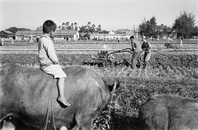 Boy on the cattle watching farming Taiwan