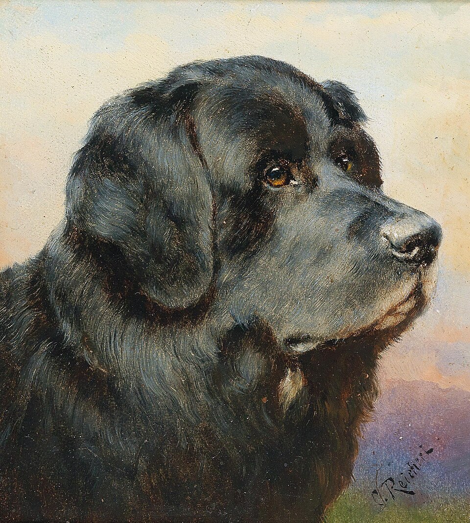 A Newfoundland Dog by Carl Reichert, ca. 1918.