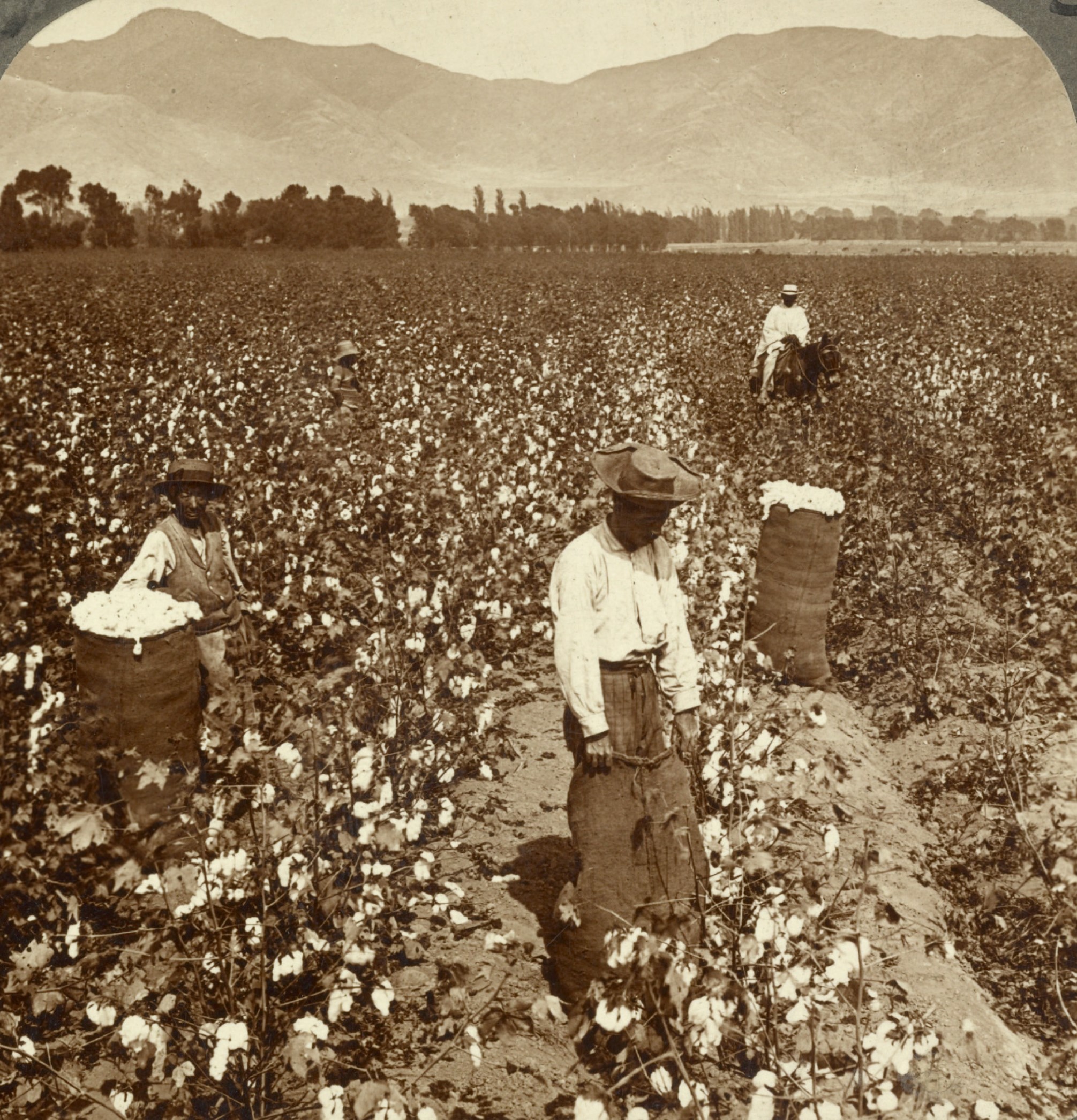 Chinese laborers on a cotton plantation in Peru, 1890s.
