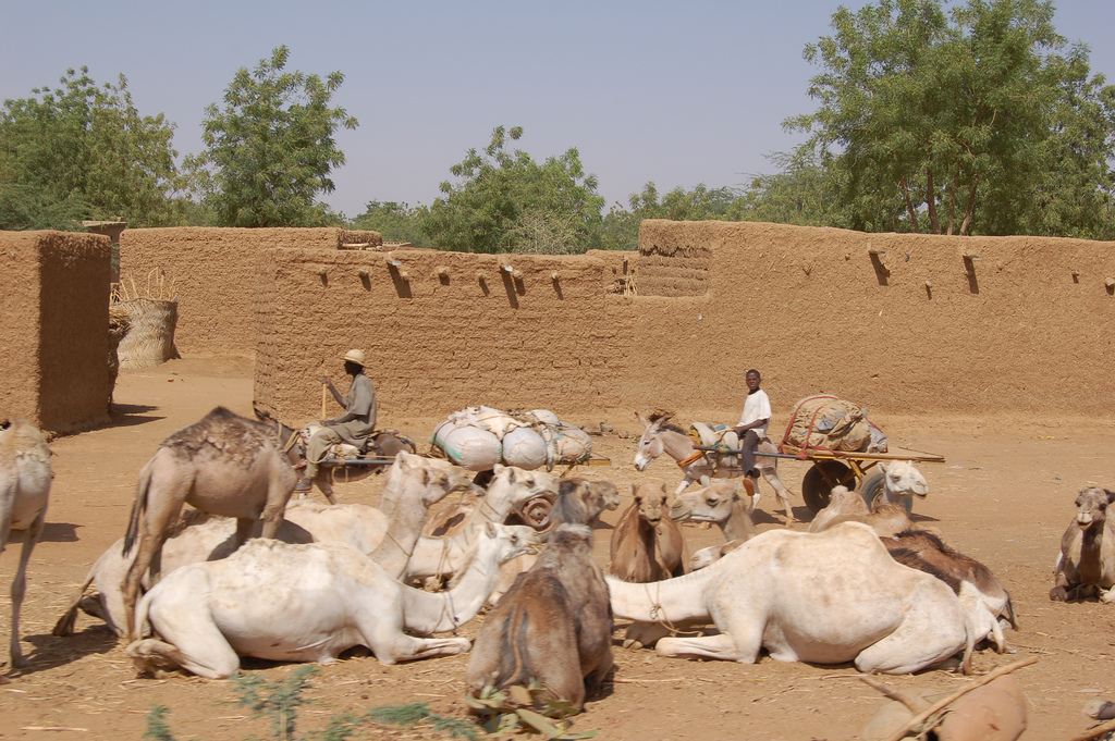 Camels resting in the Diffa Region of Niger, 2006.