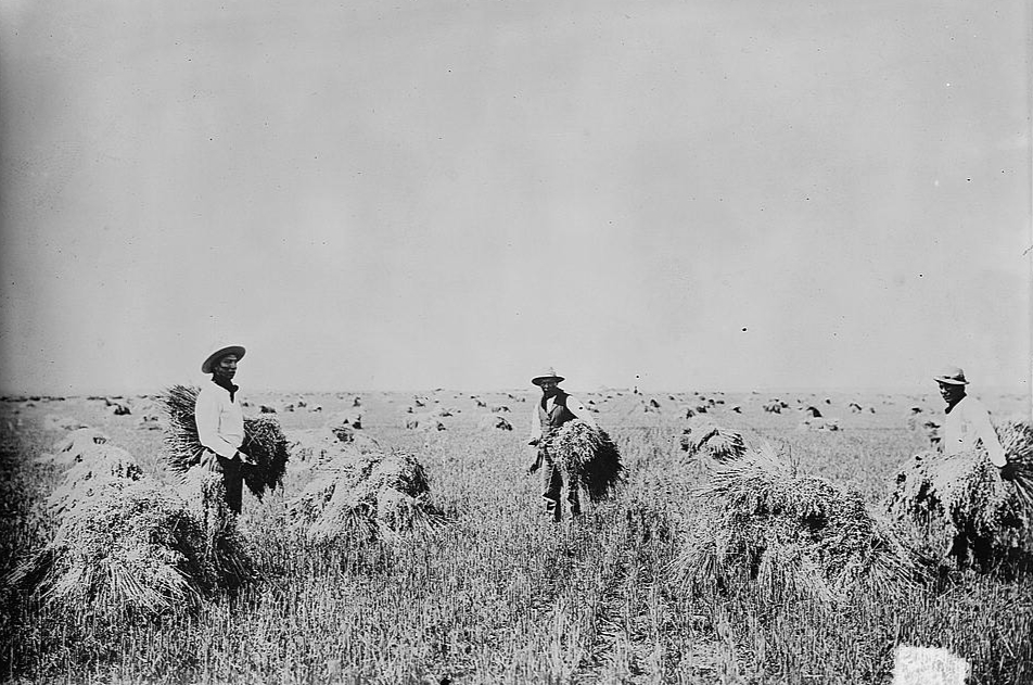 Native Americans farming on the Fort Peck Indian Reservation in Montana, early 1900s.