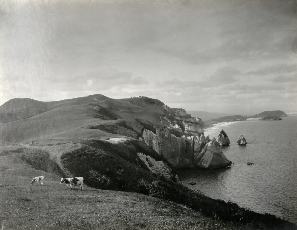 Cows on the coast near Muroran, Japan, 1935.