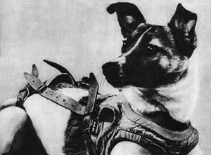 Laika became the first animal launched into Earth orbit.