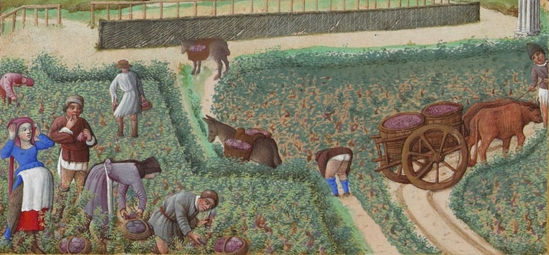 The month of September as depicted in the Très Riches Heures du Duc de Berry (1412-4, France).