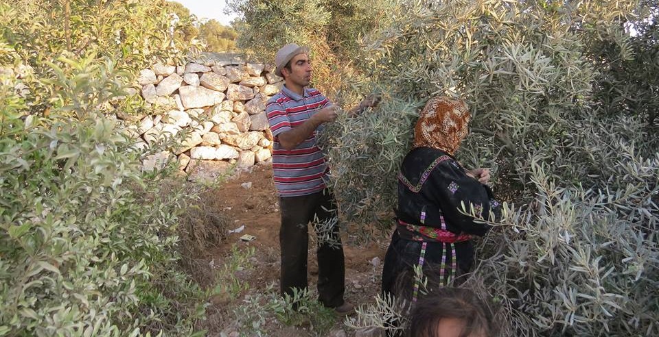 Palestinians harvest olives, 2014.