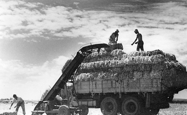 Collecting bales of hay on Kibbutz Gan Shmuel, 1950s