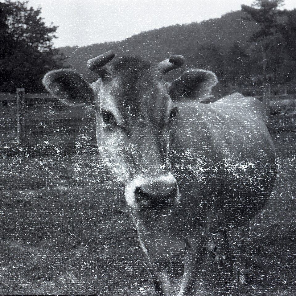 Cattle on a farm in Clay County, Alabama, 1940s.