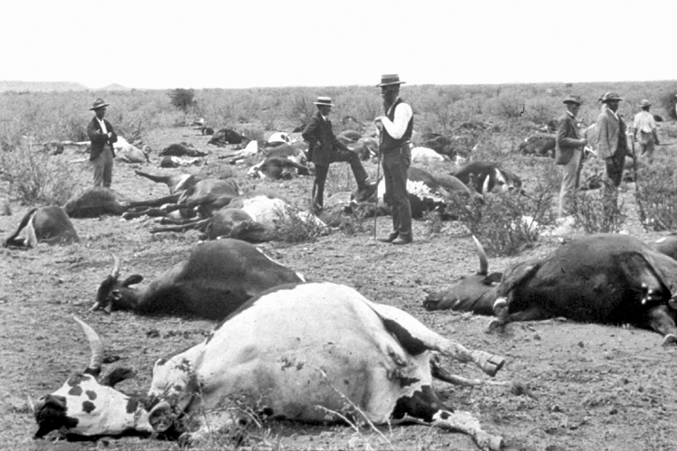 A Rinderpest outbreak in South Africa, 1896.