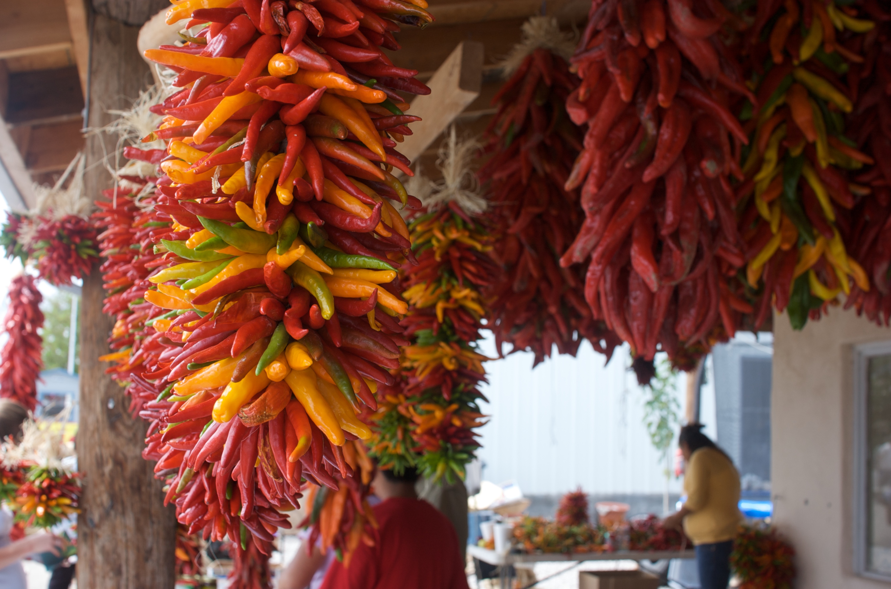 Ristras of New Mexico chiles ripening.