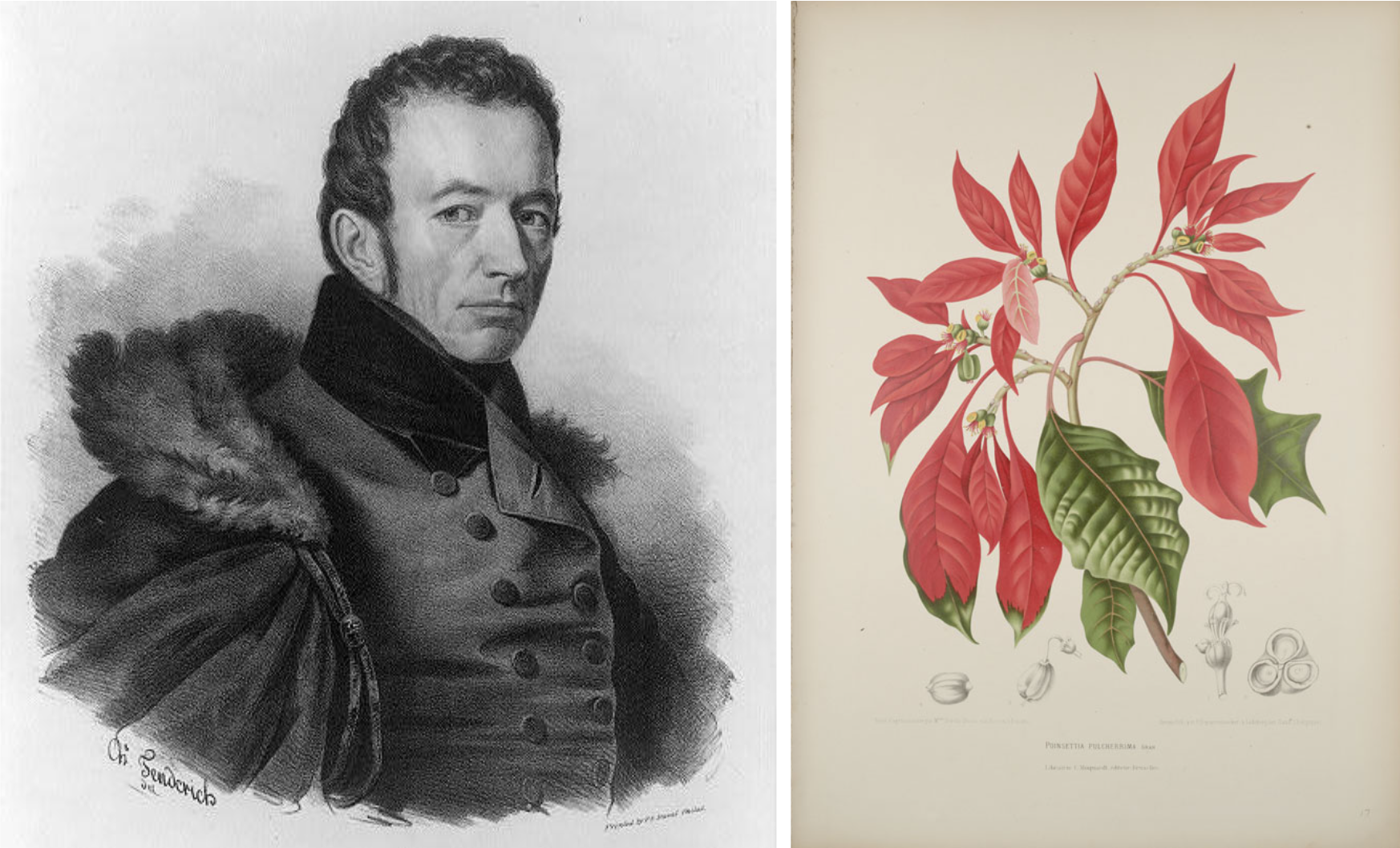 Joel Roberts Poinsett (left). The poinsettia, which takes its name from Poinsett (right).