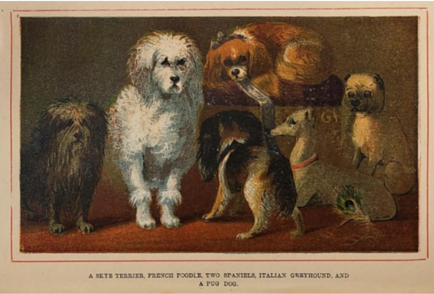 This image depicts some of the most popular pet breeds of the late-nineteenth century, such as the Skye Terrier and the French Poodle. Also featured are a few hold overs that were more popular earlier in the century, like the Italian Greyhound (1840s) and pug (1830s). Breeds went in and out of style from fashionable fads and cultural phenomenon—just as they do today. Samuel Orchart Beeton, Beeton’s Book of Home Pets (London: Ward, Lock, and Co., 1889).