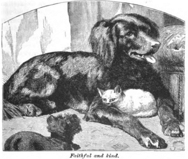 An image of the dog Juno cuddlng with her family’s new kitten. This image’s caption, “faithful and kind,” were important attributes that enshrined the dog’s ideal nature with other humans and nonhumans living within the Victorian home. James Johonnot, Neighbors with Claws and Hoofs, and Their Kin (New York: American Book Company, 1885), 35.