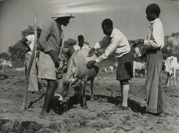 G.W.F.Mahoney, Veterinary Laboratory Superintendent at Abuko, Innoculating a cow against rinderpest. June 1959.