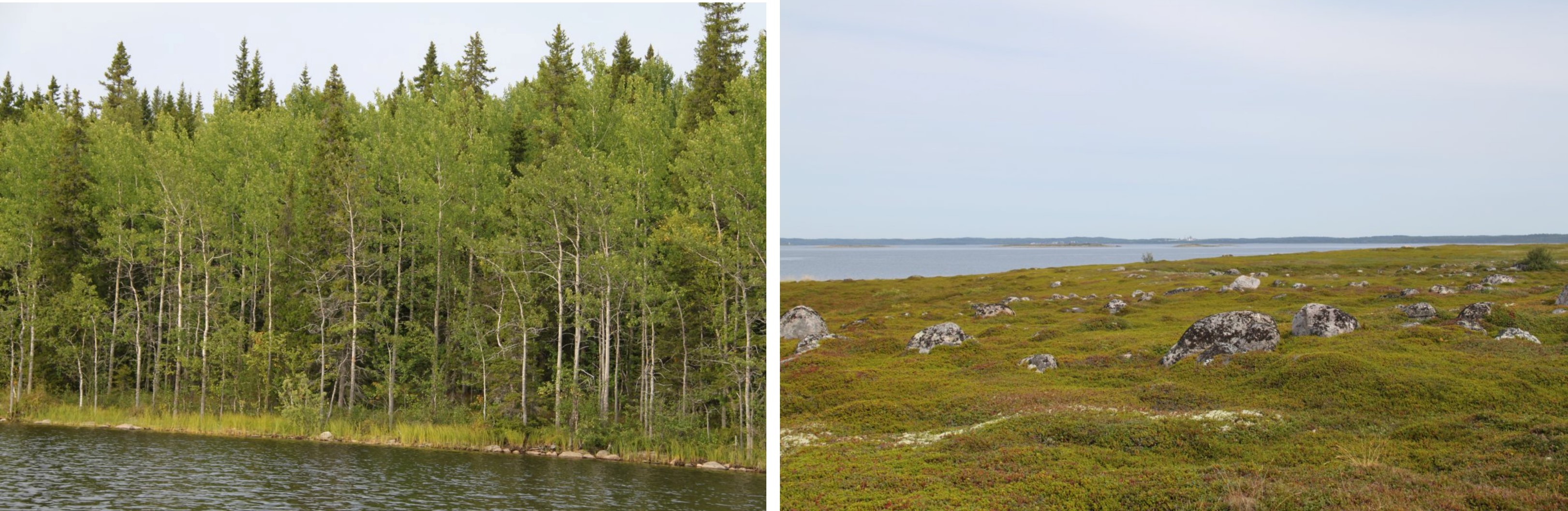 On the left, the forest on Solovki. On the right, the tundra-like landscape of Big Zayatskii Island.