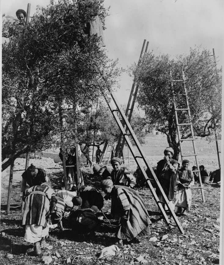 Palestinians harvesting olives, ca. 1880-1920.