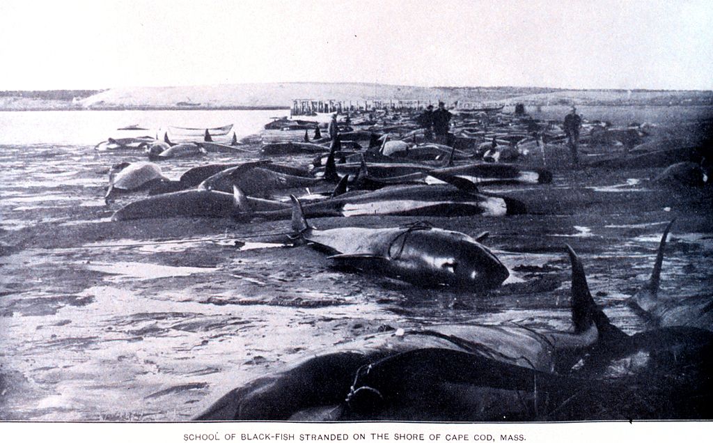 A school of black-fish stranded in 1902 on the beach of Cape Cod.