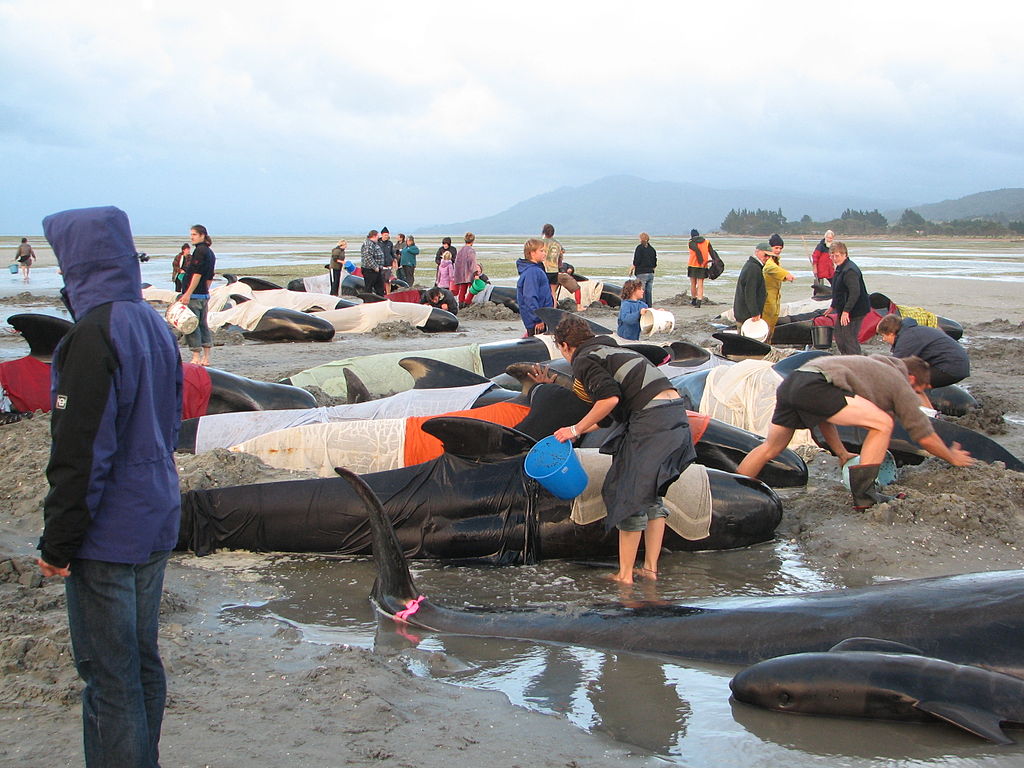 Volunteers at Farewell Spit, New Zealand attempt to keep up the body temperatures of beached pilot whales.