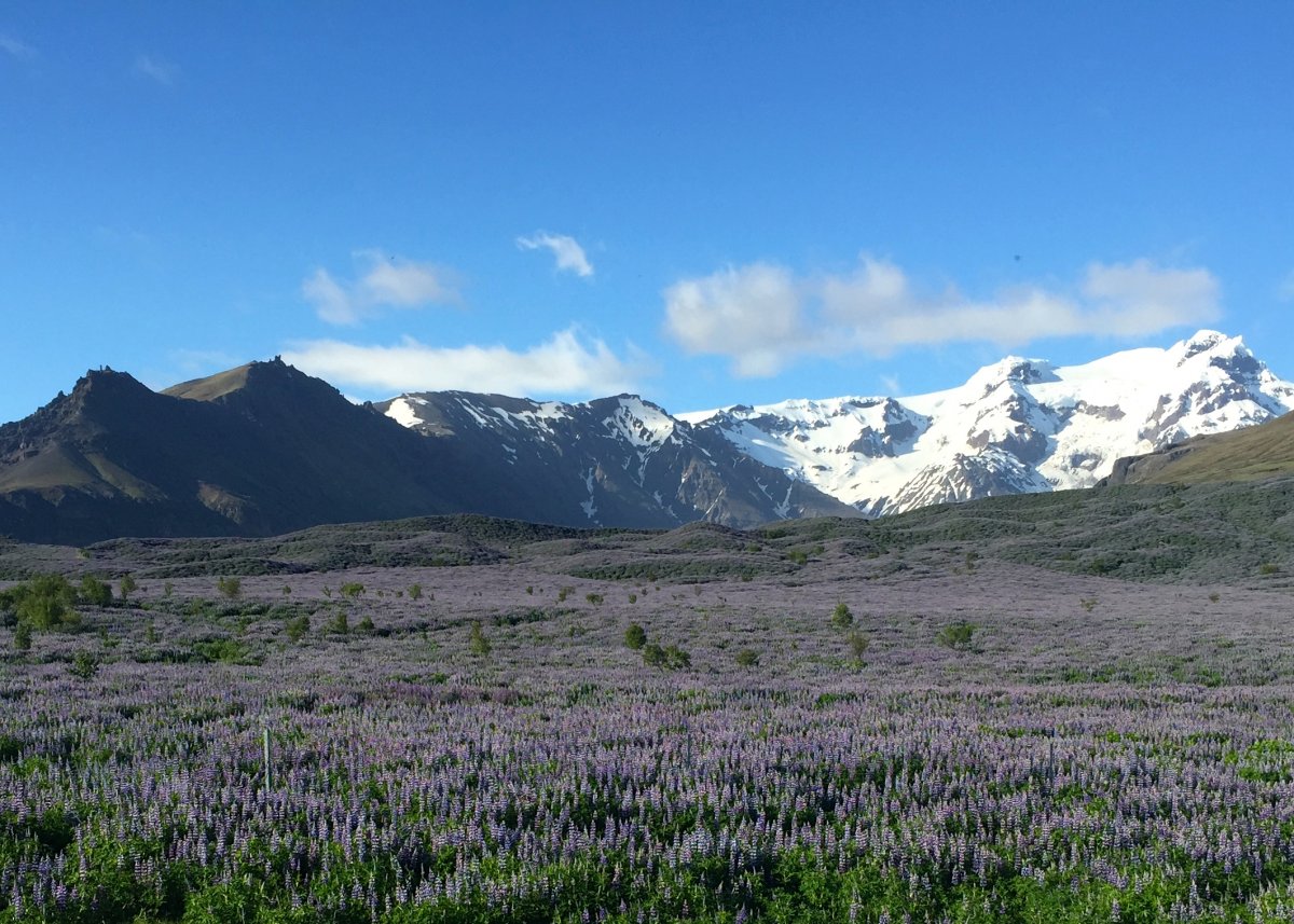 Alaskan lupine (nootka) flowers, near Skaftafell.