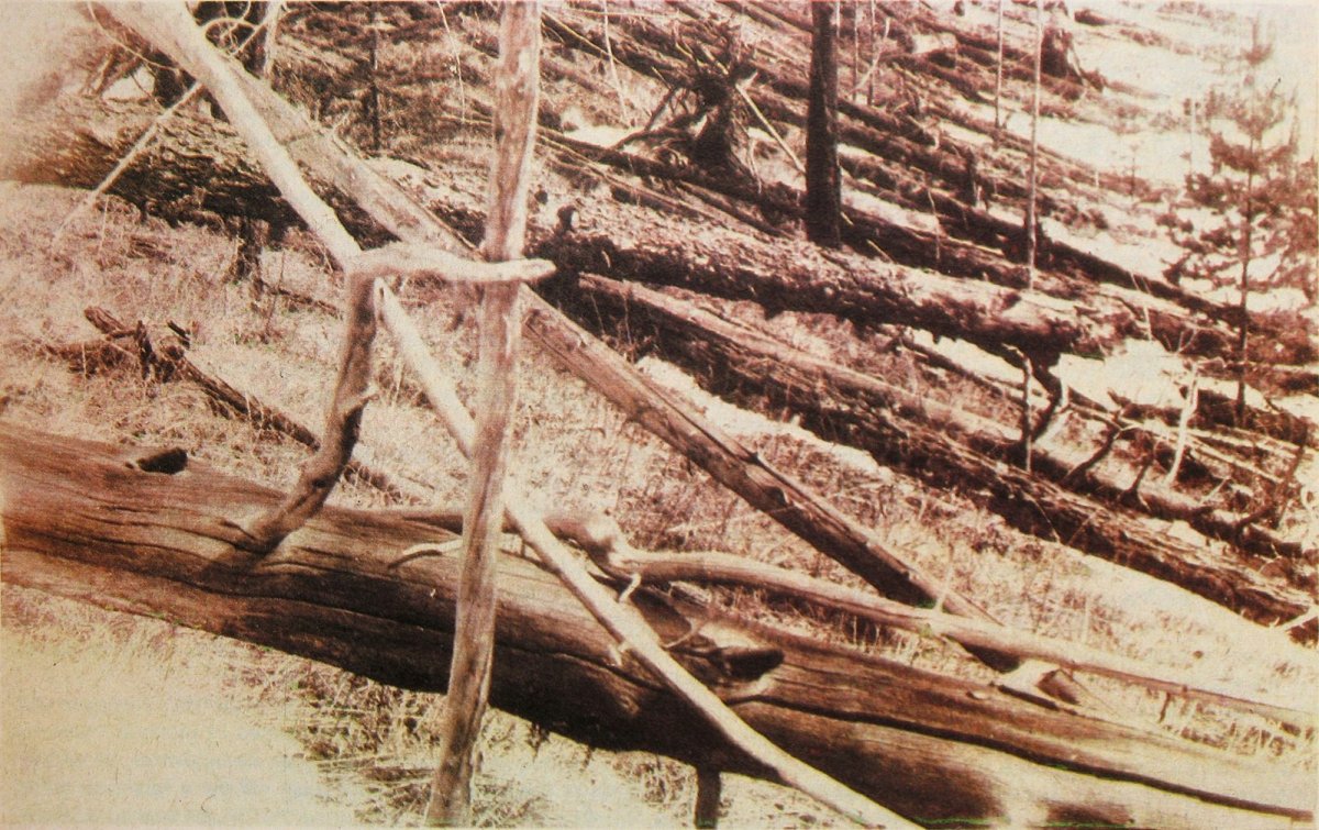 Radially fallen forest at the site of the Tunguska explosion.
