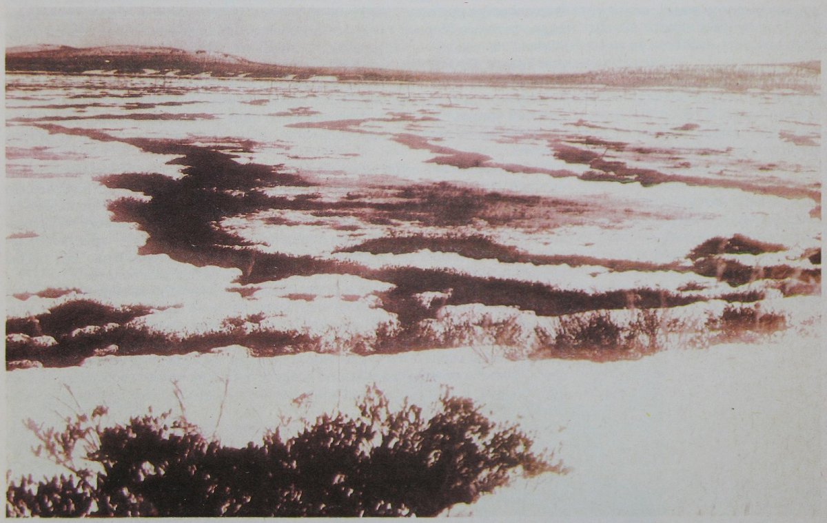 The site of the Tunguska explosion in the late 1920s.