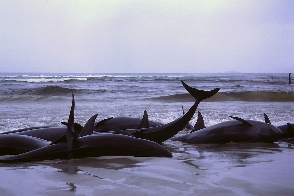 These false killer whales were part of an MSE in Flinders Bay, Australia.