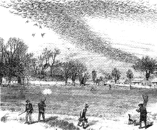 A depiction of a passenger pigeon shoot.