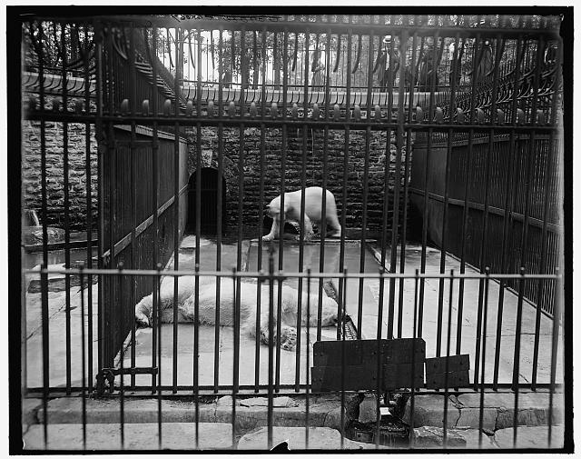 Polar bears around 1910 in the Belle Isle Park Bear Pit.