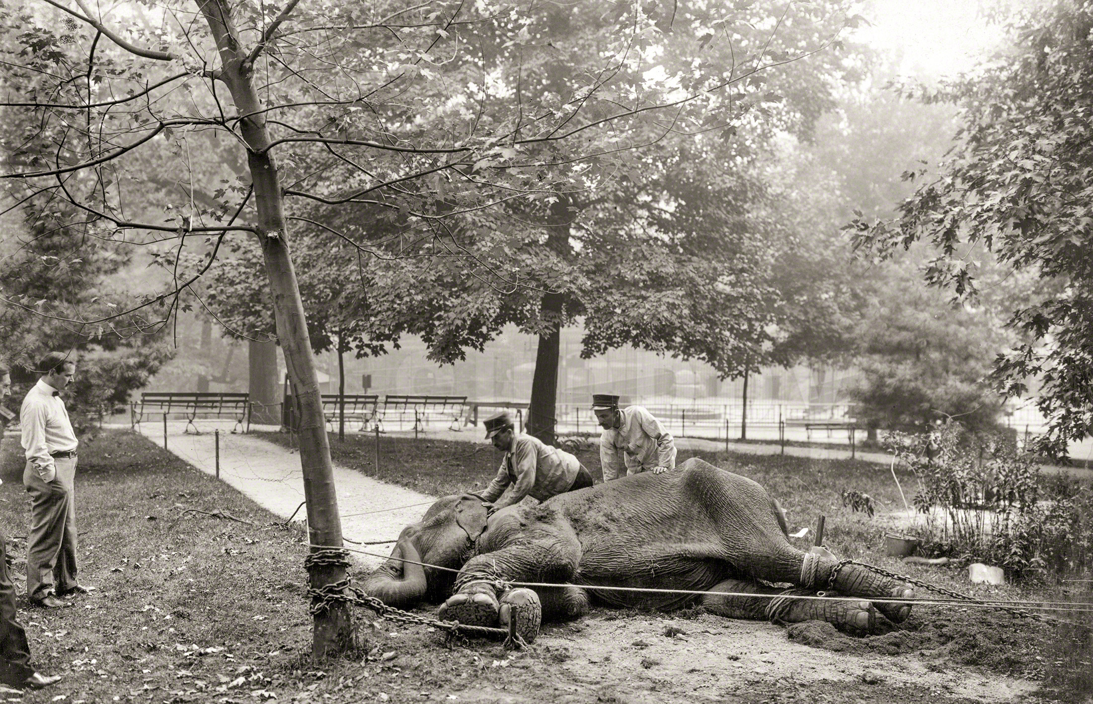 Two zookeepers restraining an elephant who had broken out of the New York Zoological Park.
