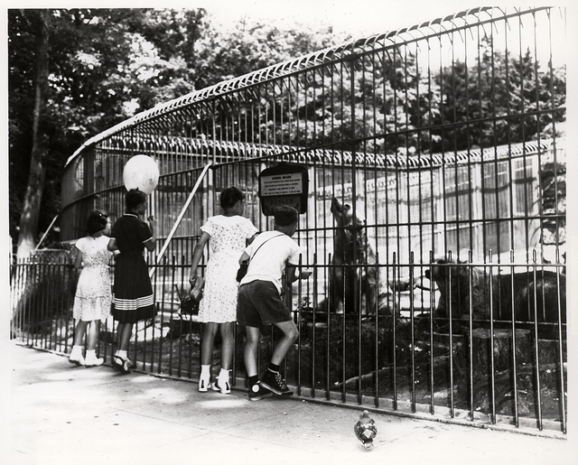 Children excitedly look at bears through iron bars.