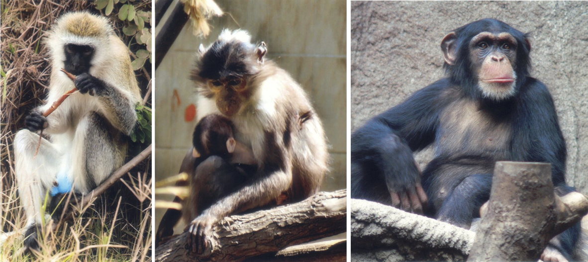 From left to right, the African green monkey, the sooty mangabey monkey, and the chimpanzee.