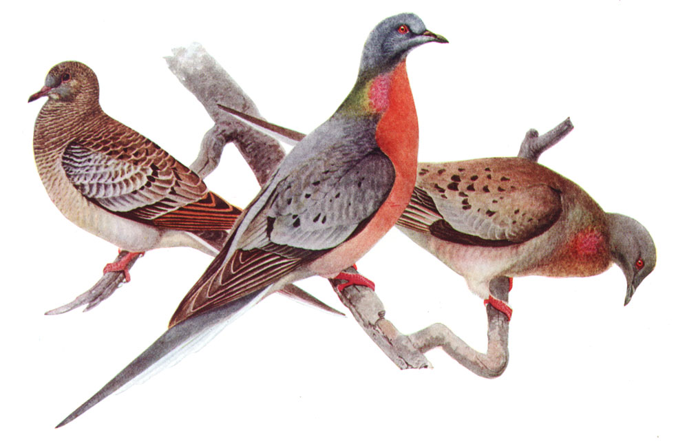 Passenger pigeons.