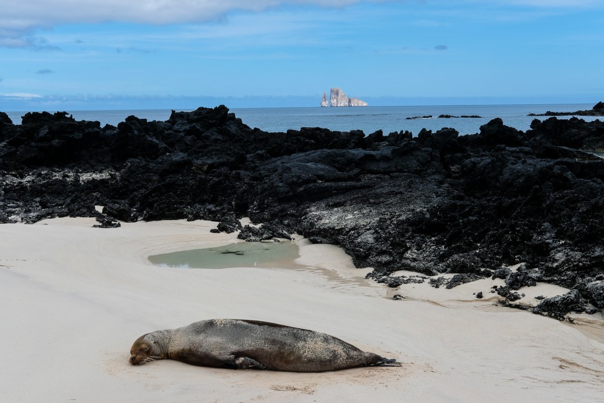 A seal on a beach.