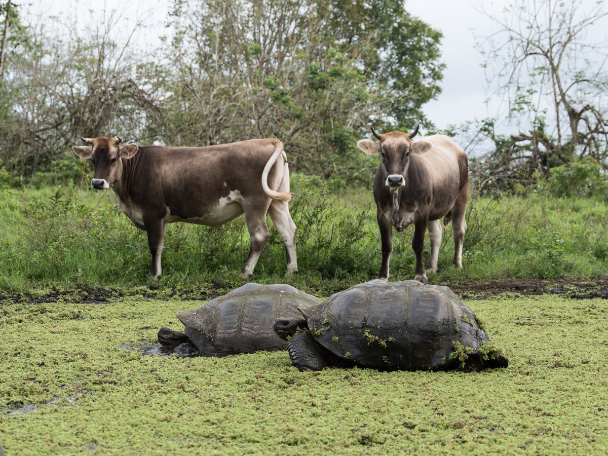 Two tortoises moving along the grass with two other animals looking on.