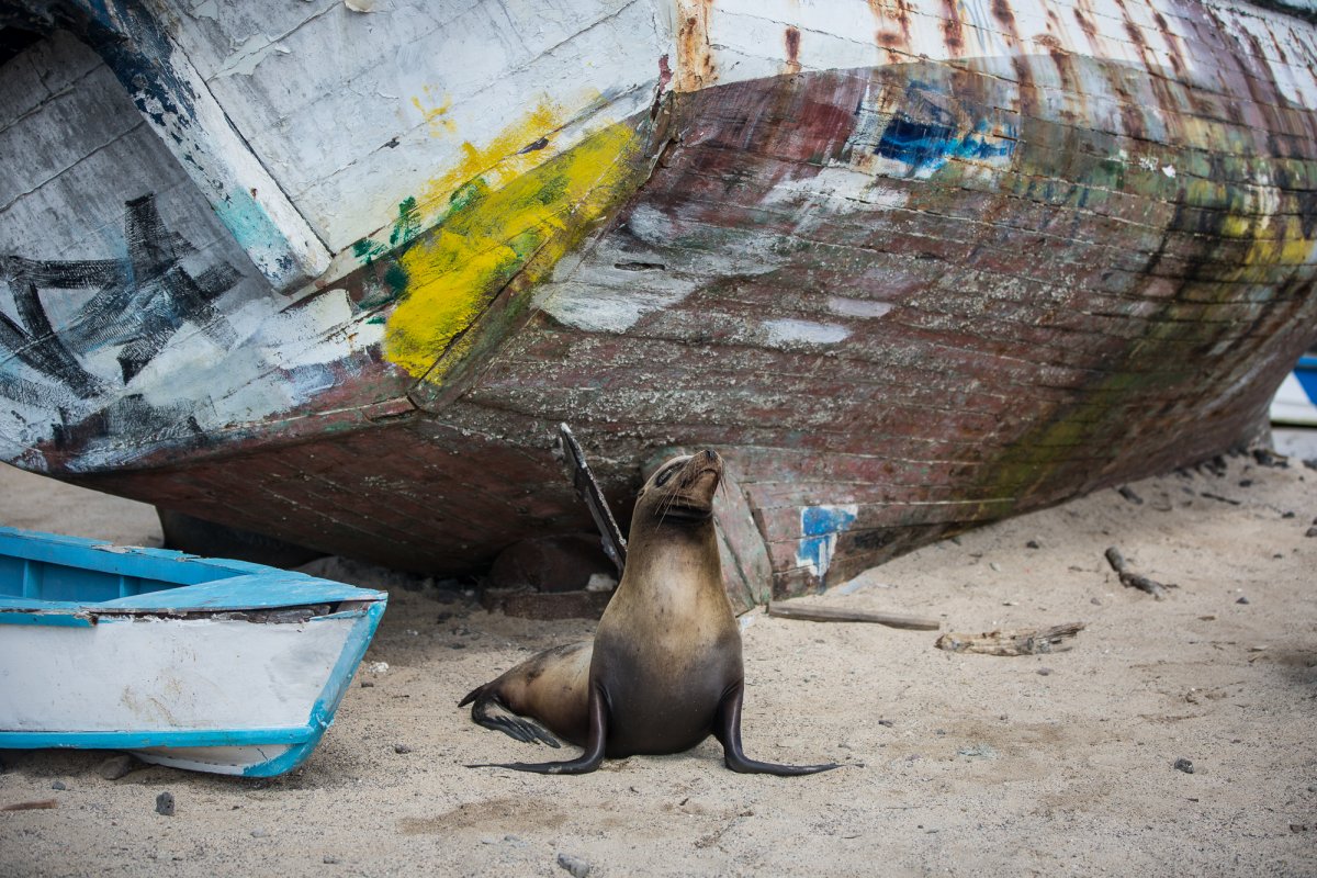 A seal perched on a beach near an old boat.