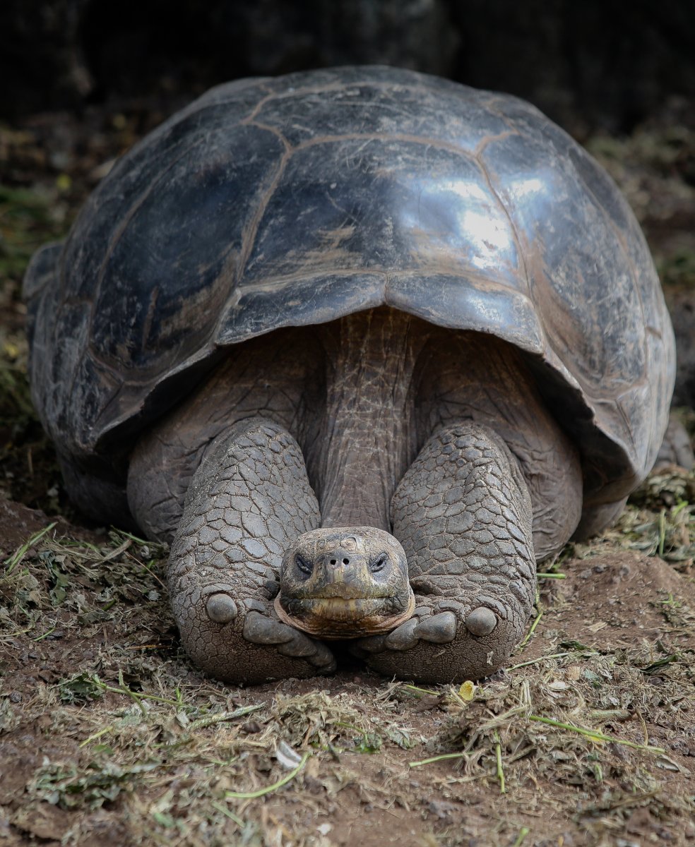 A tortoise.