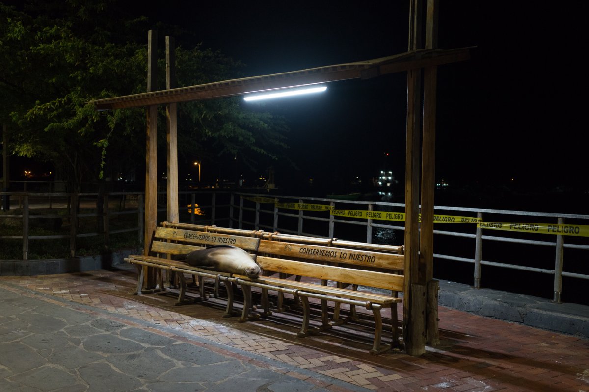 A seal laying on a bench.