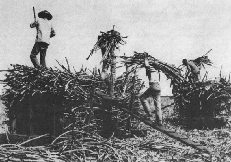 Chinese laborers work a sugar plantation in 19th century Hawaii.