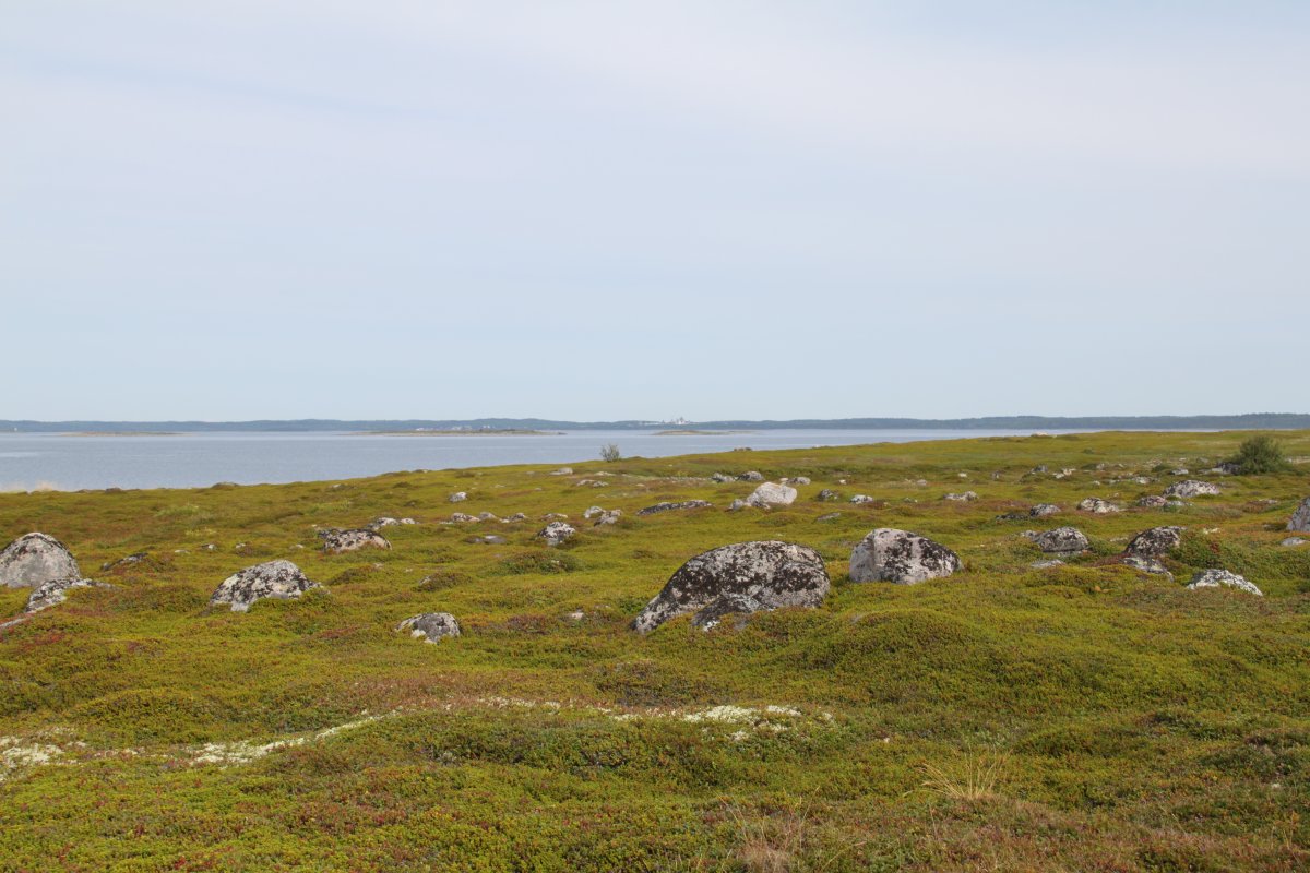 The tundra-like landscape of Big Zayatskii Island.
