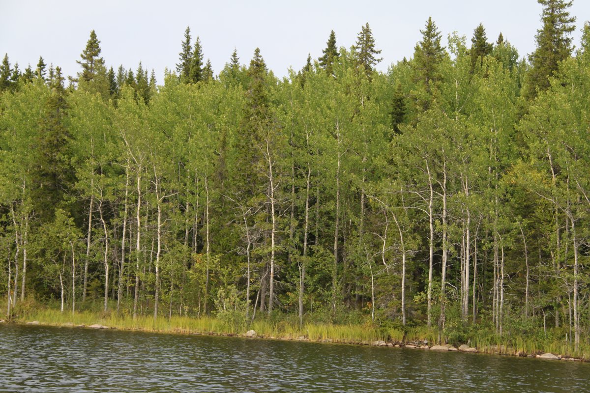The forest on Solovki.