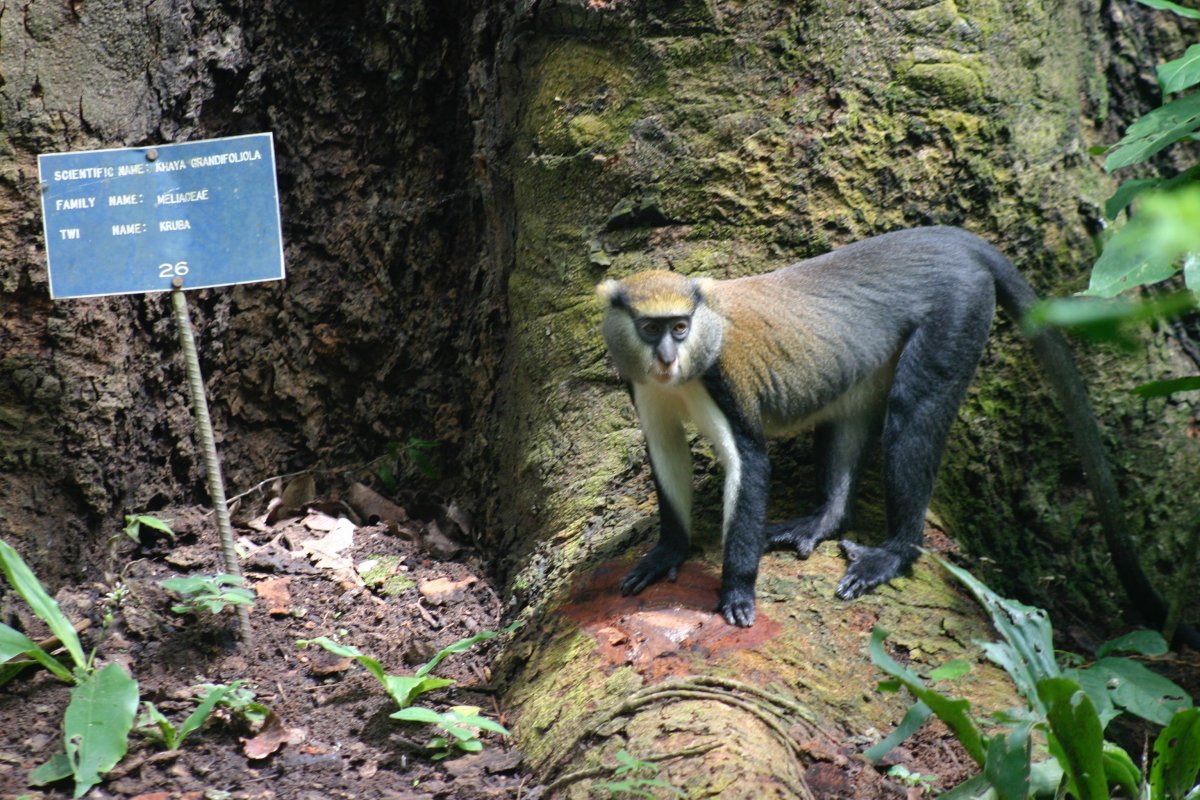 Boabeng-Fiema Monkey Sanctuary in Ghana.