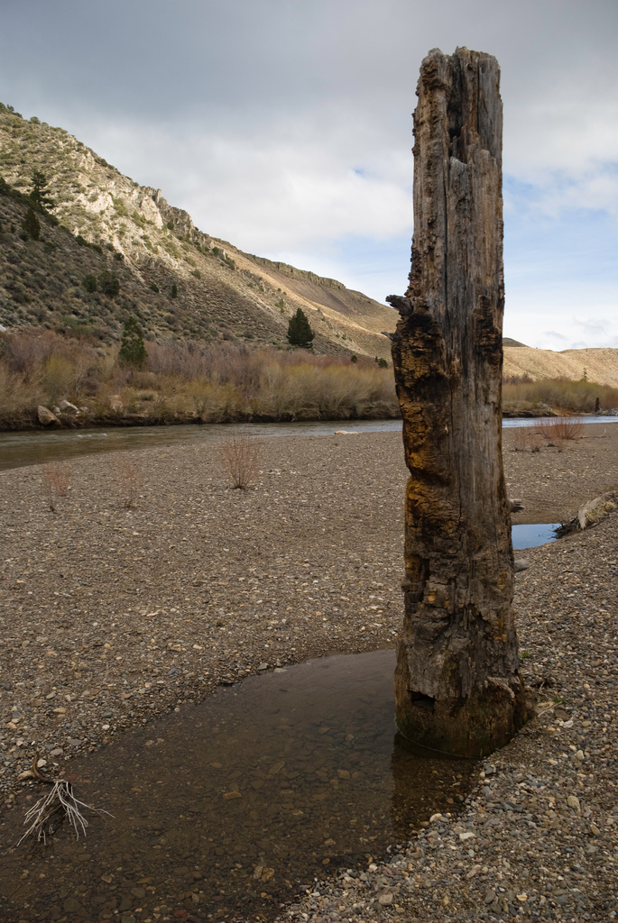 An ancient tree stump submerged in the West Walker River, eastern Sierra Nevada.