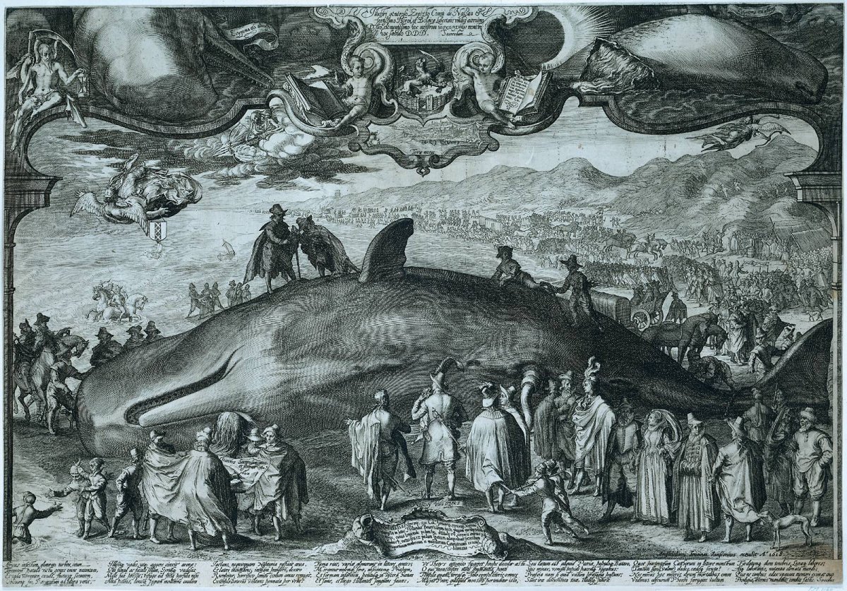 Jan Saenredam's Beached whale near Beverwijk.