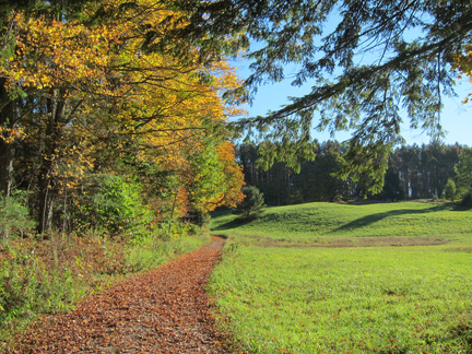 Fall colors in the forest of Marsh–Billings–Rockefeller National Historical Park.