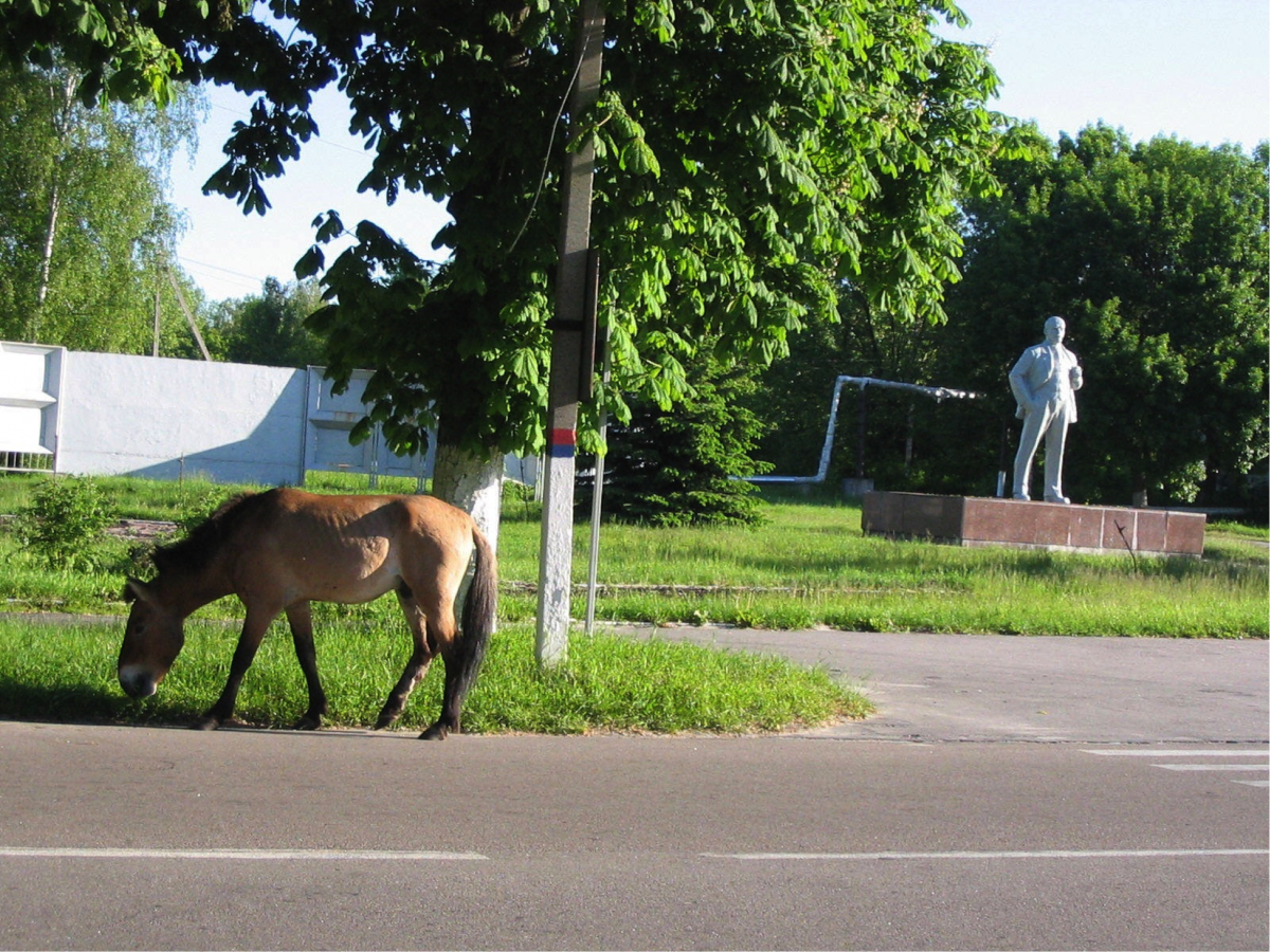 A Przewalski wild horse in the city center of Chernobyl.