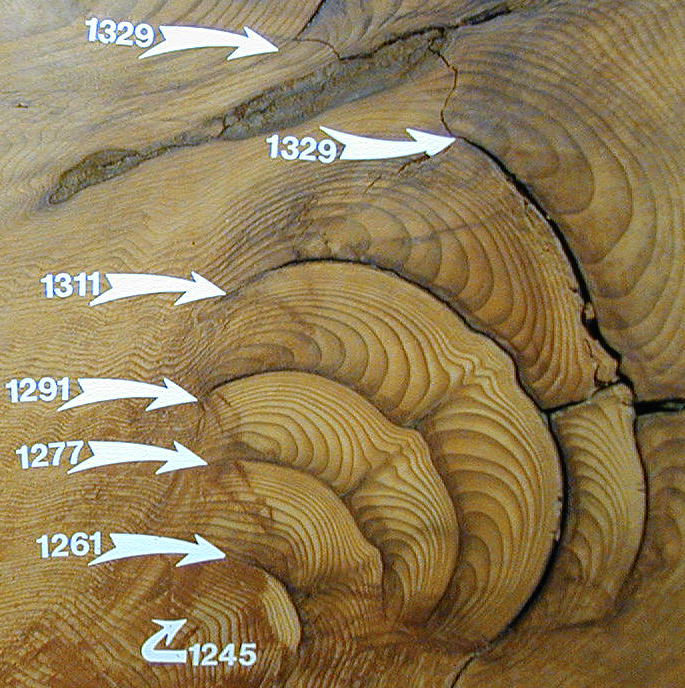A cut section of a Giant Sequoia trunk from Tuolumne Grove, Yosemite National Park, California, showing AD dates of fires.
