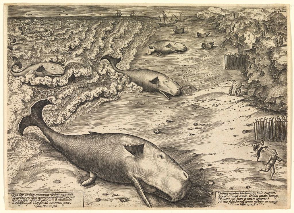 In 1577, Flemish artist Jan Wierix engraved Three Beached Whales.