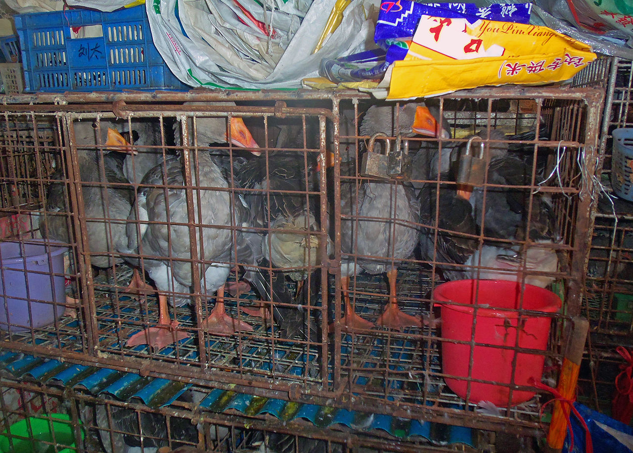 Caged geese at a wet market in Luohu District, China.