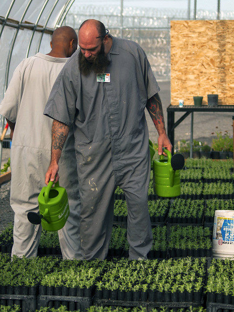 Inmates at a Washington State prison growing sagebrush for the Bureau of Land Management in 2015.